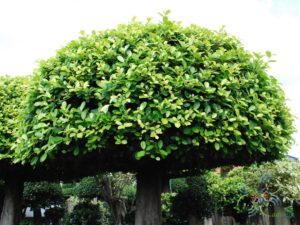 ไทรทอง Ficus altissima Blume