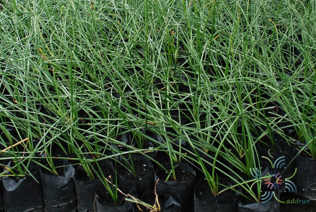 บัวดิน Zephyranthes spp.