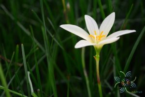 บัวดิน Zephyranthes spp.