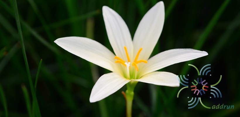 บัวดิน Zephyranthes spp.