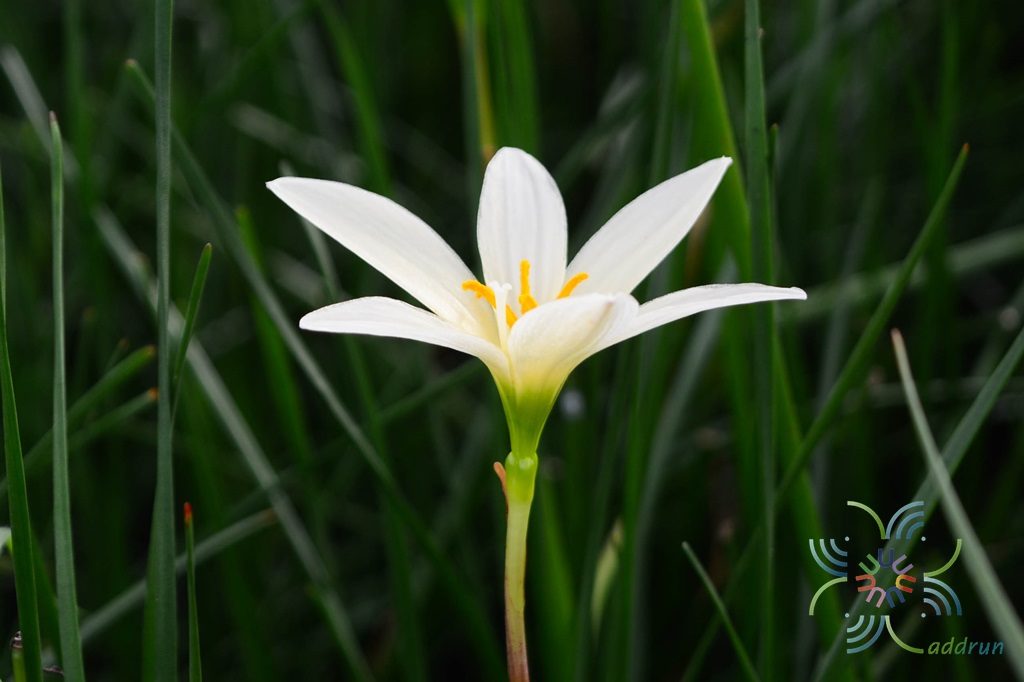 บัวดิน Zephyranthes spp.