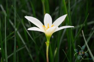 บัวดิน Zephyranthes spp.