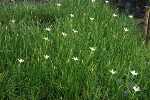 บัวดิน Zephyranthes spp.