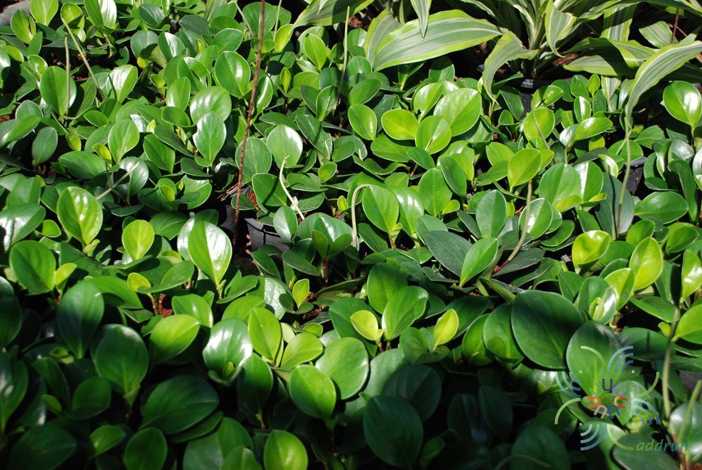 เปปเปอร์โรเมีย Peperomia obtusifolia (L.) F.Dietr