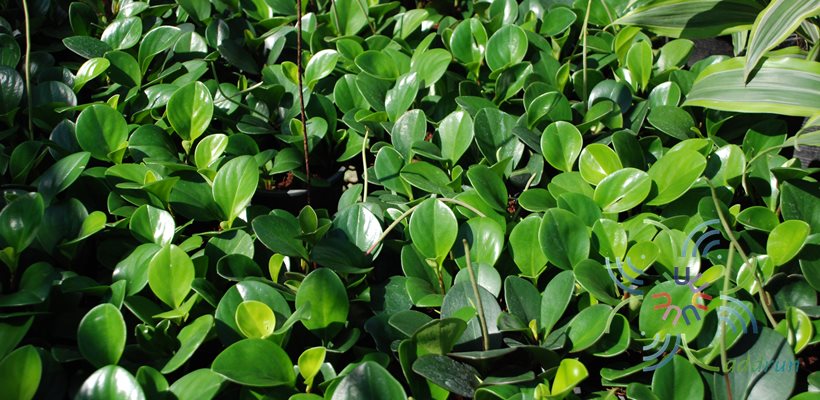 เปปเปอร์โรเมีย Peperomia obtusifolia (L.) F.Dietr