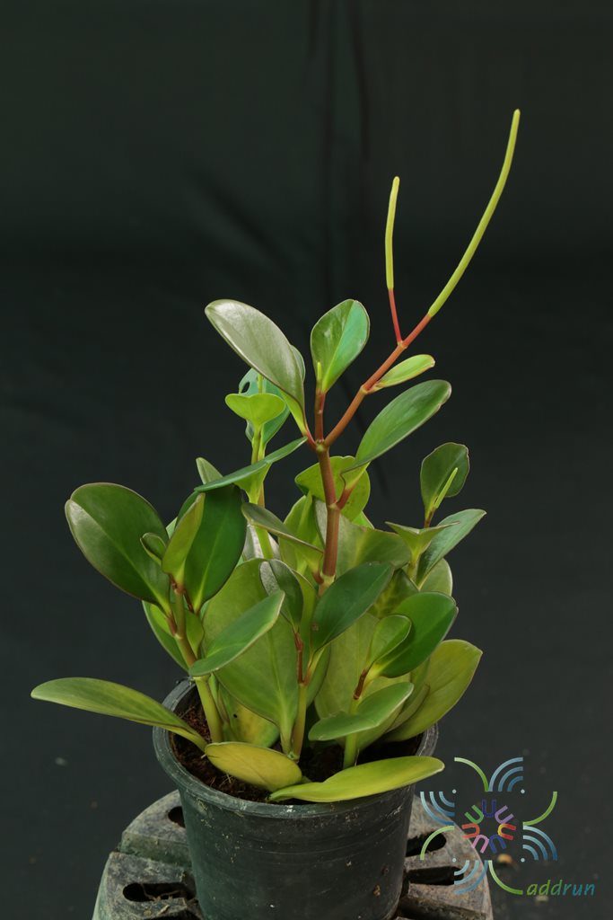 เปปเปอร์โรเมีย Peperomia obtusifolia (L.) F.Dietr