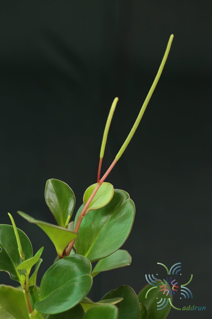 เปปเปอร์โรเมีย Peperomia obtusifolia (L.) F.Dietr
