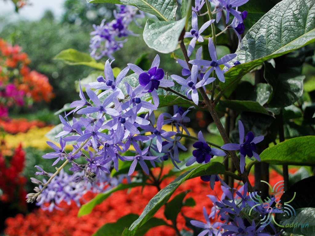 พวงคราม Petrea volubilis L.