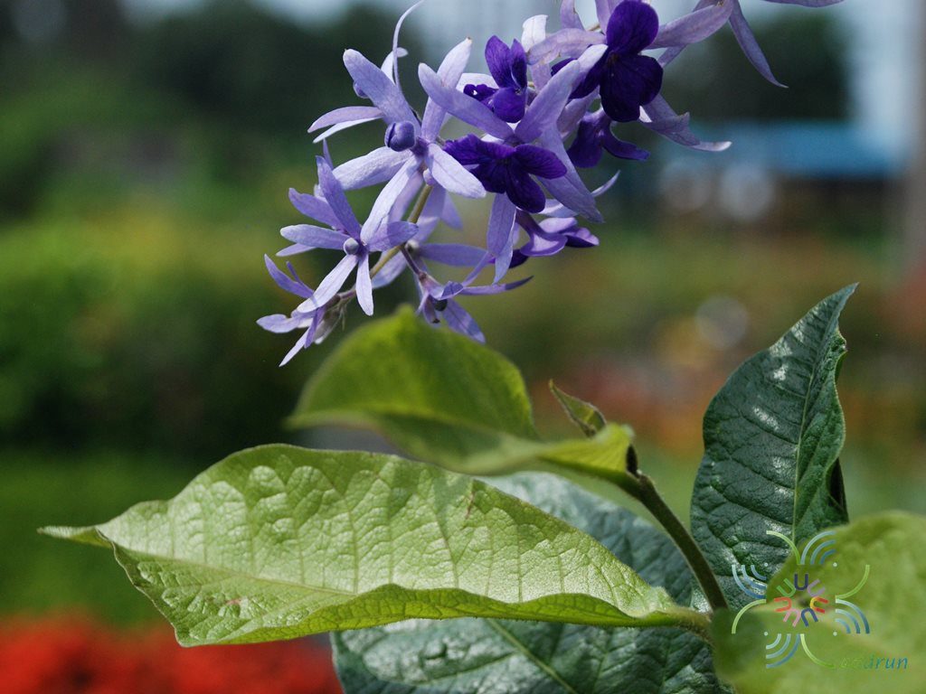พวงคราม Petrea volubilis L.