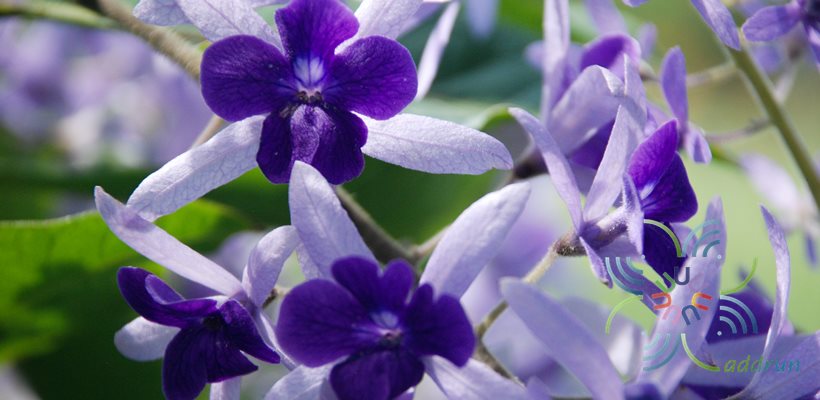 พวงคราม Petrea volubilis L.
