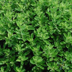 ฟ้าประดิษฐ์ Convolvulus sabatius Viv.