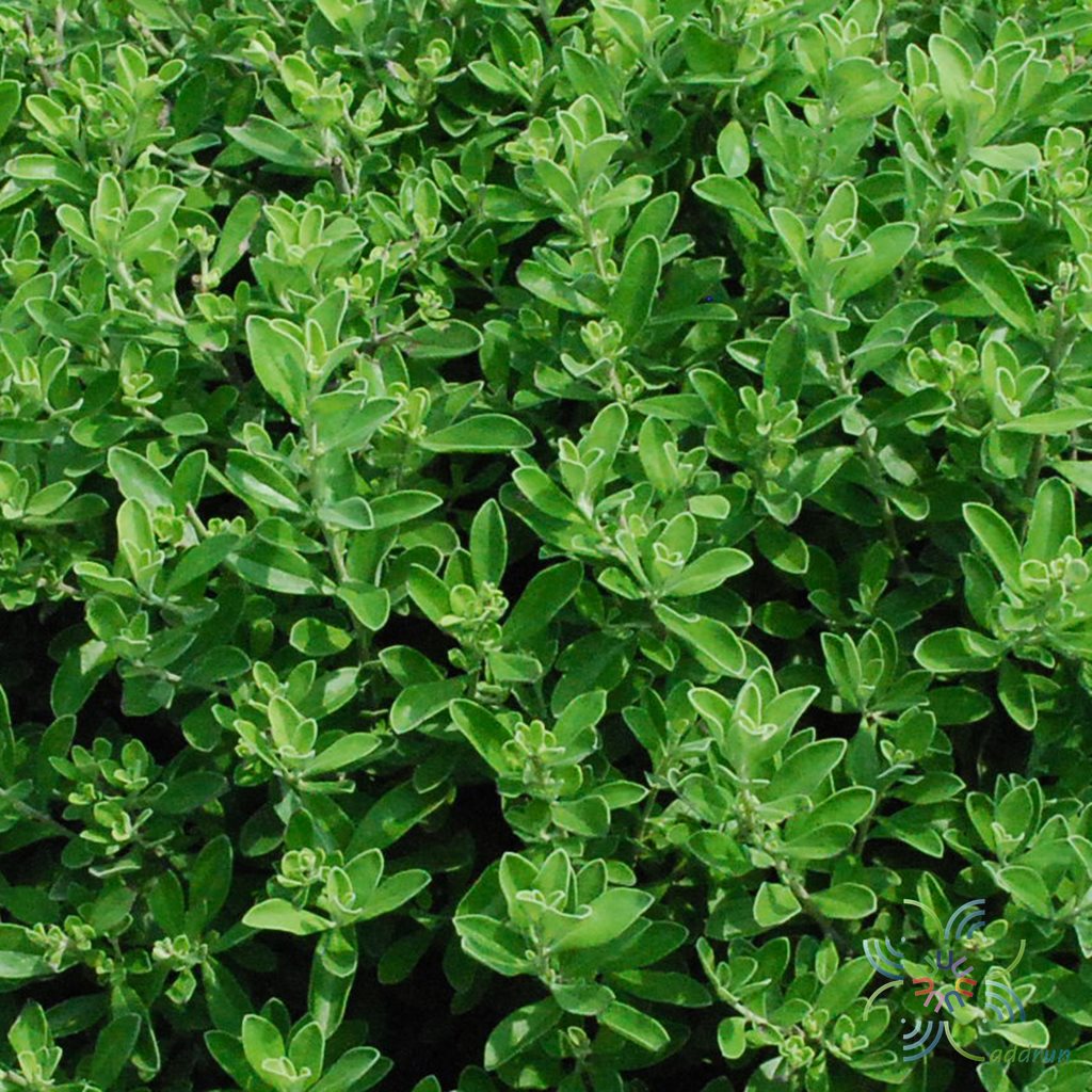 ฟ้าประดิษฐ์ Convolvulus sabatius Viv.