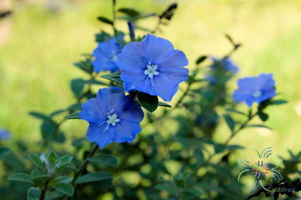 ฟ้าประดิษฐ์ Convolvulus sabatius Viv.
