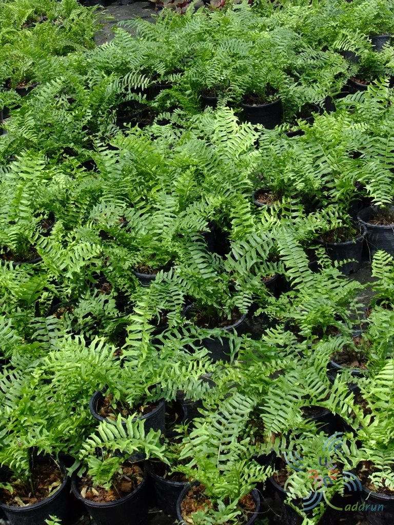 เฟินก้างปลา Nephrolepis cordifolia (L.) Prresl.