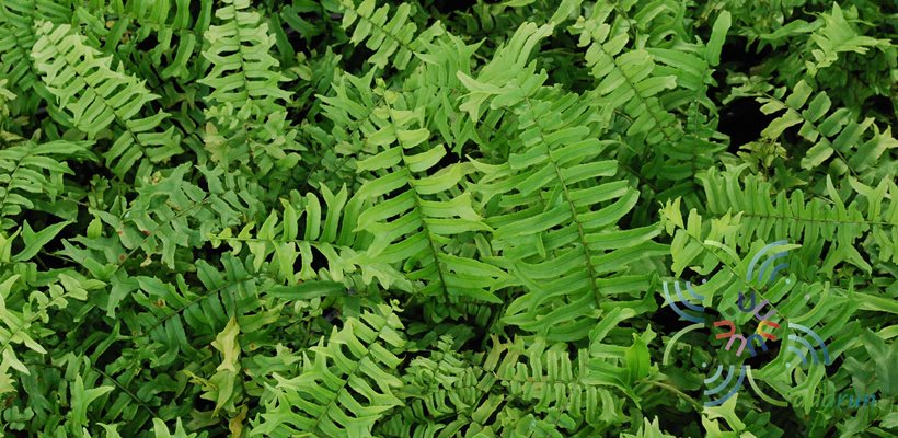 เฟินก้างปลา Nephrolepis cordifolia (L.) Prresl.