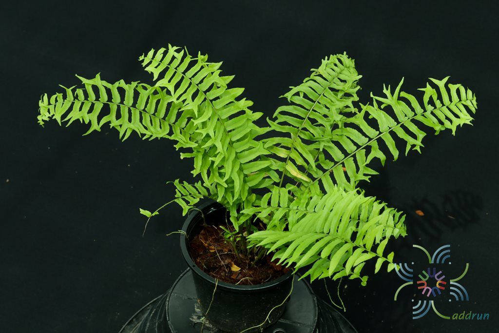 เฟินก้างปลา Nephrolepis cordifolia (L.) Prresl.