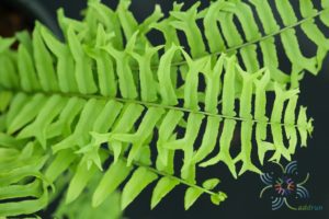 เฟินก้างปลา Nephrolepis cordifolia (L.) Prresl.