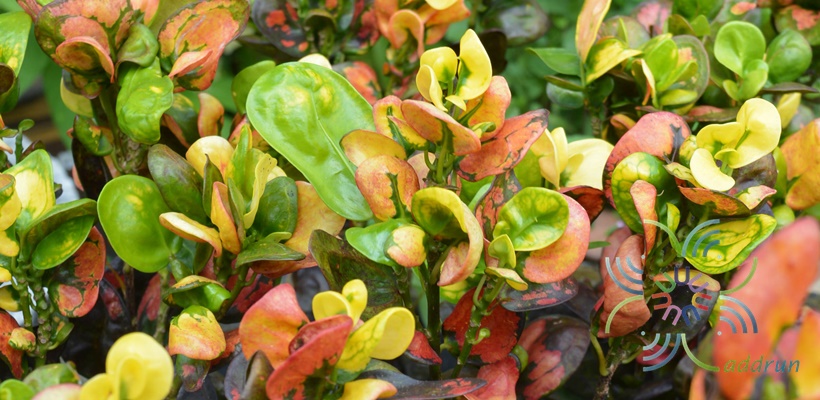 โกสนศรีสง่า Codiaeum variegatum (L.) Rumph. ex A.Juss.
