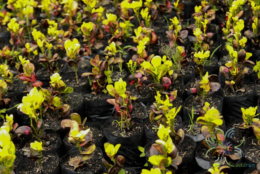 โกสนศรีสง่า Codiaeum variegatum (L.) Rumph. ex A.Juss.
