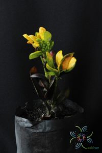 โกสนศรีสง่า Codiaeum variegatum (L.) Rumph. ex A.Juss.