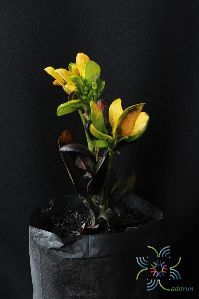 โกสนศรีสง่า Codiaeum variegatum (L.) Rumph. ex A.Juss.