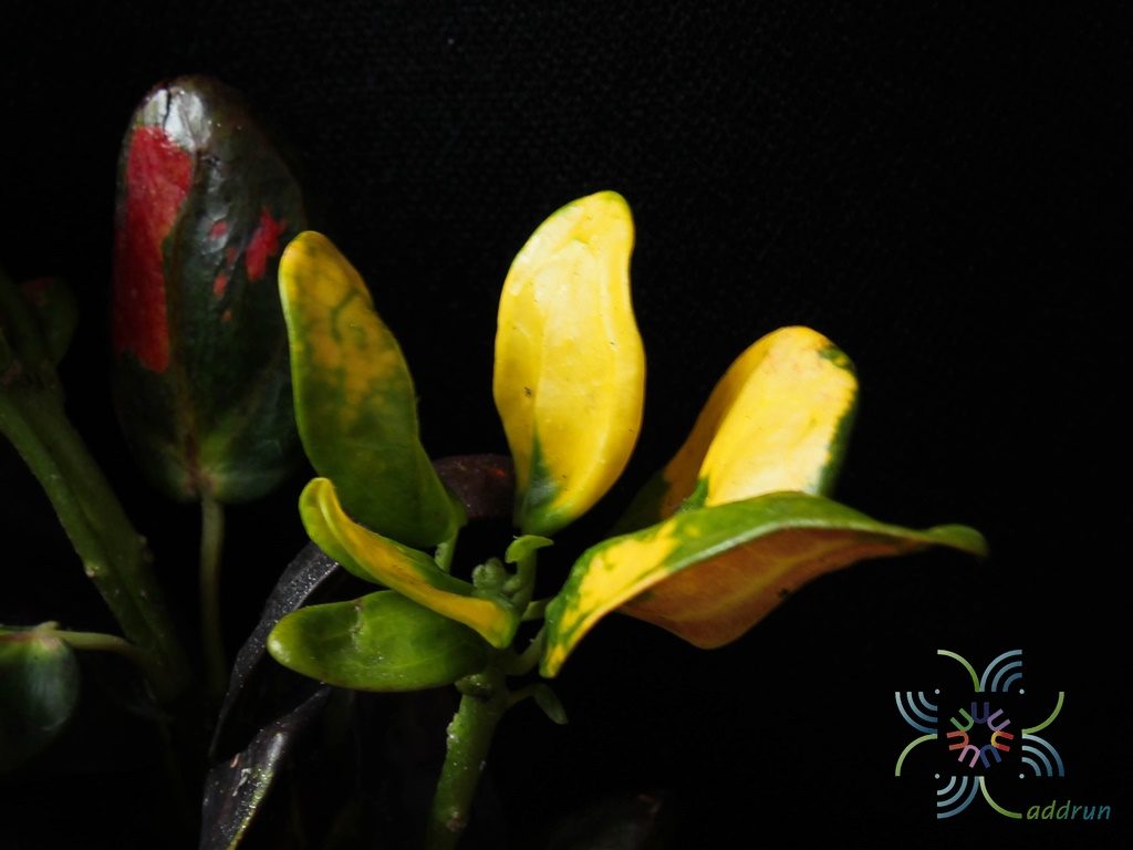 โกสนศรีสง่า Codiaeum variegatum (L.) Rumph. ex A.Juss.