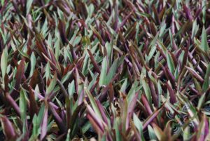 ว่านกาบหอยแครง Tradescantia spathacea Sw.