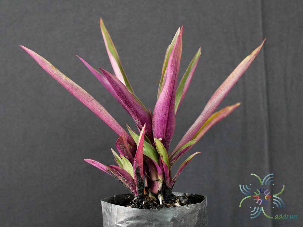 ว่านกาบหอยแครง Tradescantia spathacea Sw.