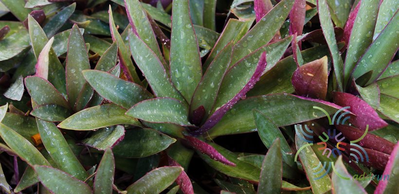 ว่านกาบหอยแครง Tradescantia spathacea Sw.