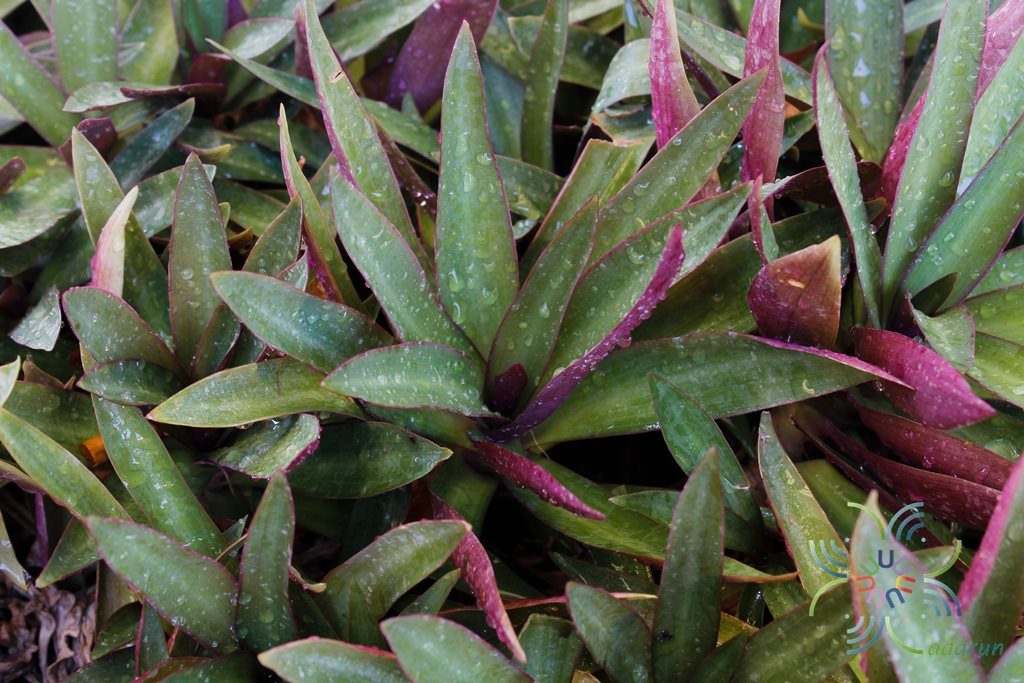 ว่านกาบหอยแครง Tradescantia spathacea Sw.
