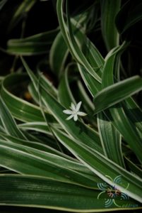 เศรษฐีเรือนนอก Chlorophytum bichetii (Karrer) Backer