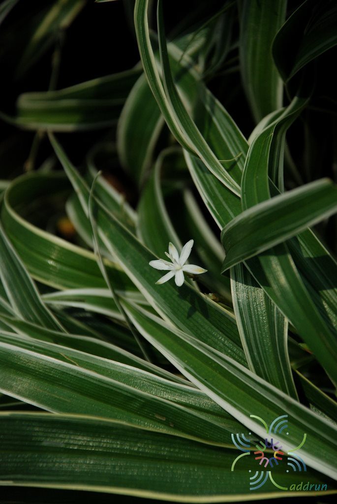 เศรษฐีเรือนนอก Chlorophytum bichetii (Karrer) Backer