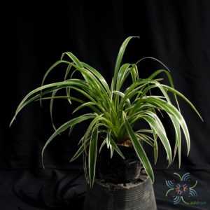 เศรษฐีเรือนนอก Chlorophytum bichetii (Karrer) Backer
