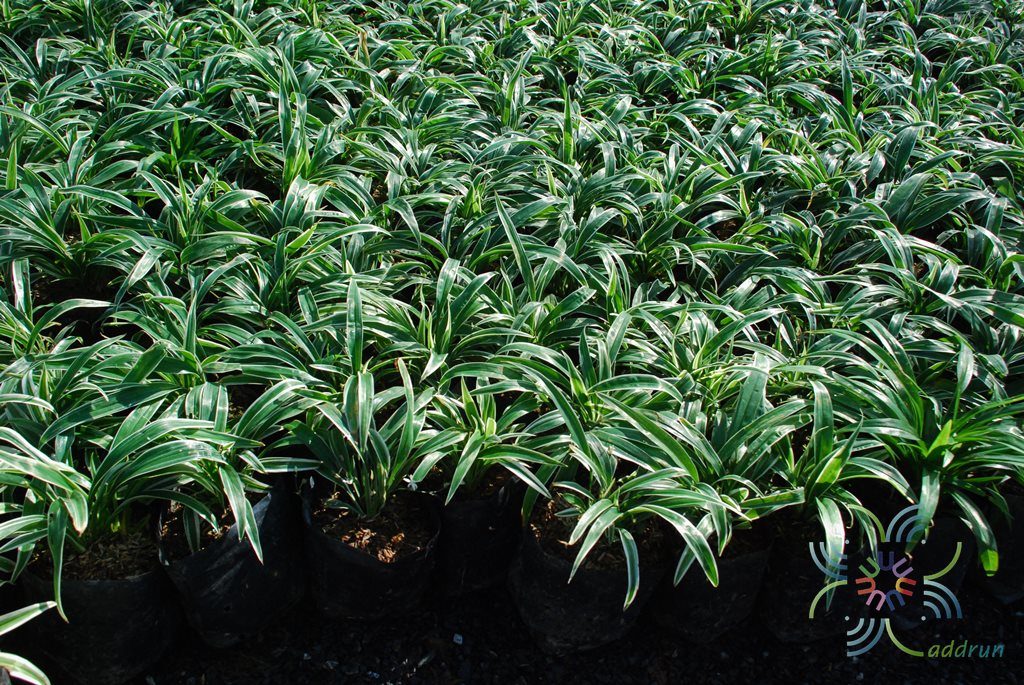 เศรษฐีเรือนนอก Chlorophytum bichetii (Karrer) Backer