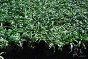 เศรษฐีเรือนนอก Chlorophytum bichetii (Karrer) Backer