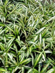 เศรษฐีเรือนใน Chlorophytum comosum (Thunb.) Jacques