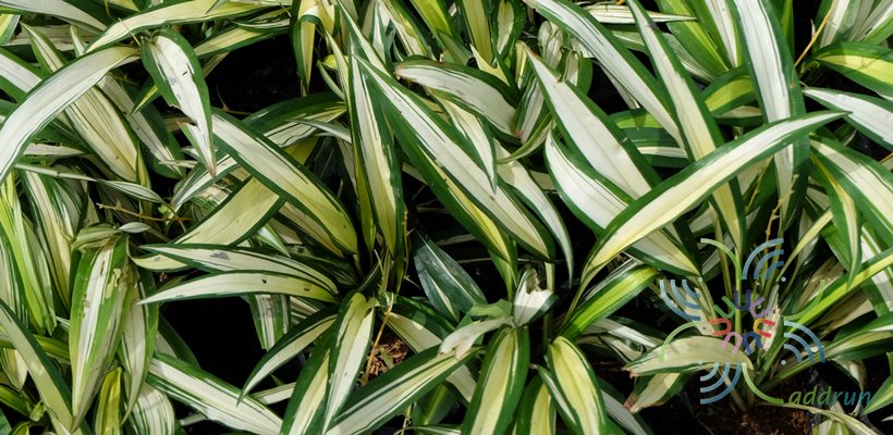 เศรษฐีเรือนใน Chlorophytum comosum (Thunb.) Jacques