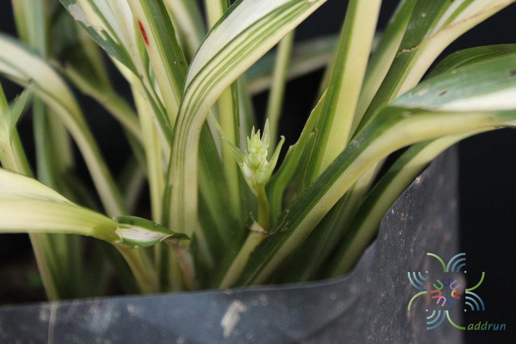 เศรษฐีเรือนใน Chlorophytum comosum (Thunb.) Jacques