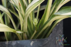 เศรษฐีเรือนใน Chlorophytum comosum (Thunb.) Jacques