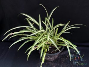 เศรษฐีเรือนใน Chlorophytum comosum (Thunb.) Jacques