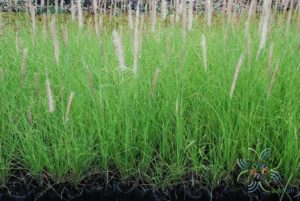 หญ้าน้ำพุ Pennisetum setaceum (Forssk.) Chiov.