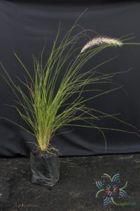 หญ้าน้ำพุ Pennisetum setaceum (Forssk.) Chiov.