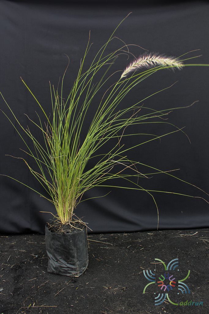 หญ้าน้ำพุ Pennisetum setaceum (Forssk.) Chiov.
