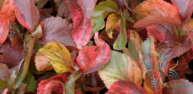 หูปลาช่อน Acalypha wilkesiana Müll. Arg.
