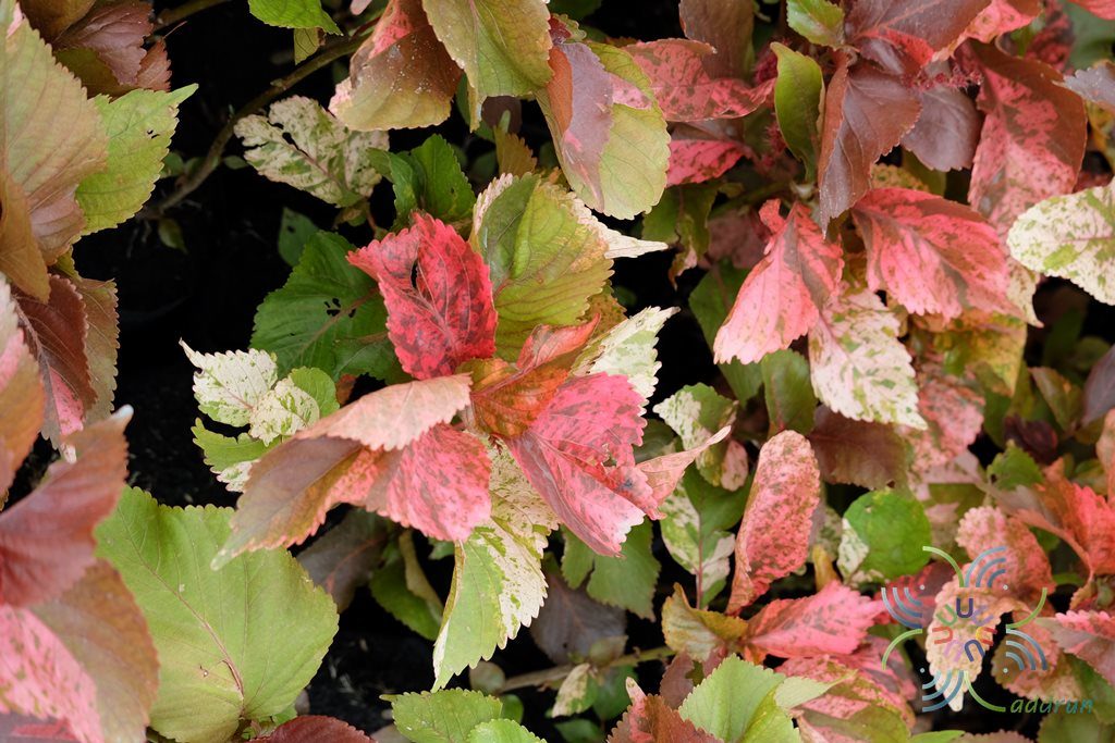 หูปลาช่อน Acalypha wilkesiana Müll. Arg.