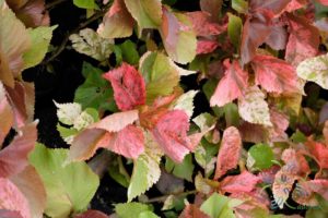 หูปลาช่อน Acalypha wilkesiana Müll. Arg.