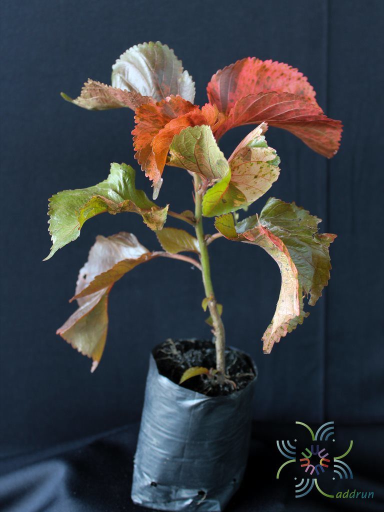 หูปลาช่อน Acalypha wilkesiana Müll. Arg.