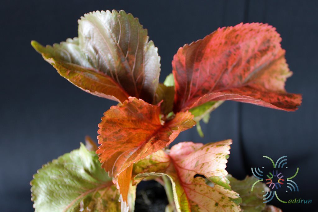 หูปลาช่อน Acalypha wilkesiana Müll. Arg.