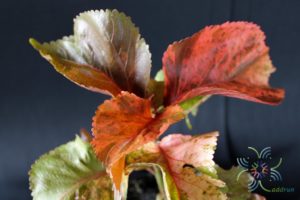 หูปลาช่อน Acalypha wilkesiana Müll. Arg.