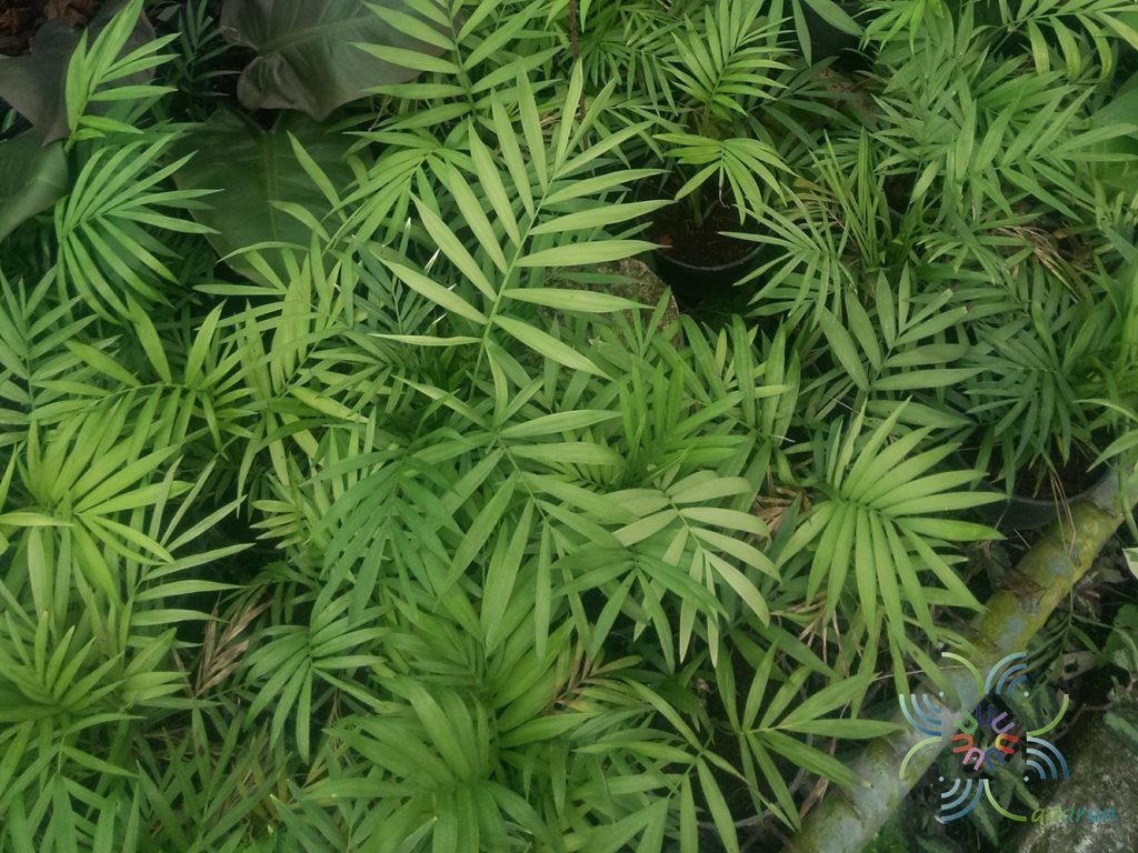 ปาล์มไผ่ Chamaedorea seifrizii Burret 7